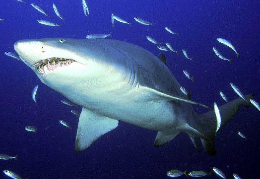  p>噬人鲨(学名: i>carcharodon carcharias /i>)是鲭鲨科,噬人鲨属的