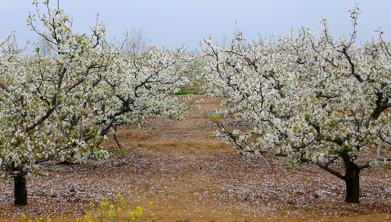 恒北村梨园风光