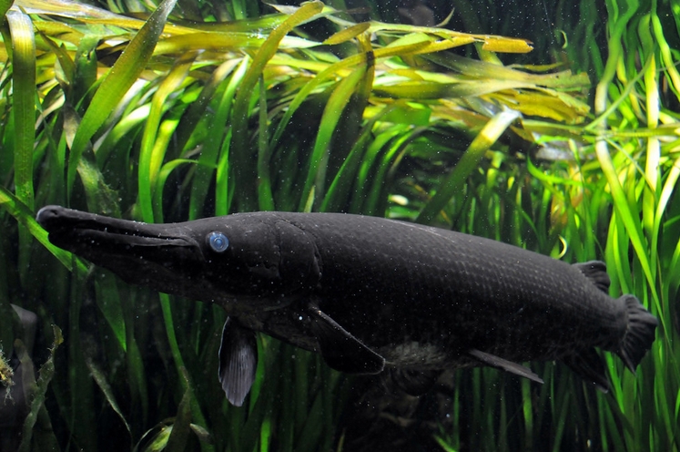  p>鳄雀鳝(学名: i>atractosteus spatula /i>):是雀鳝目,雀鳝科,大