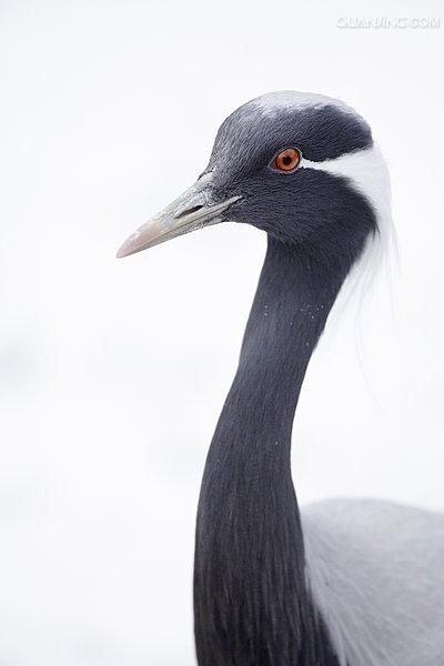  p>蓑羽鹤(学名: i>anthropoides virgo /i>)大型涉禽,体长68~92厘米