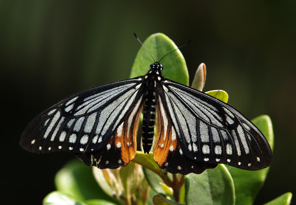  p>褐斑凤蝶( i>chilasa agestor /i>&nbsp;gray,1831)是 a href=