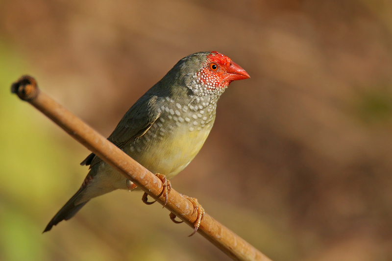  p>星雀学名为 i>neochmia ruficauda /i>,又名星文鸟,是梅花雀科的