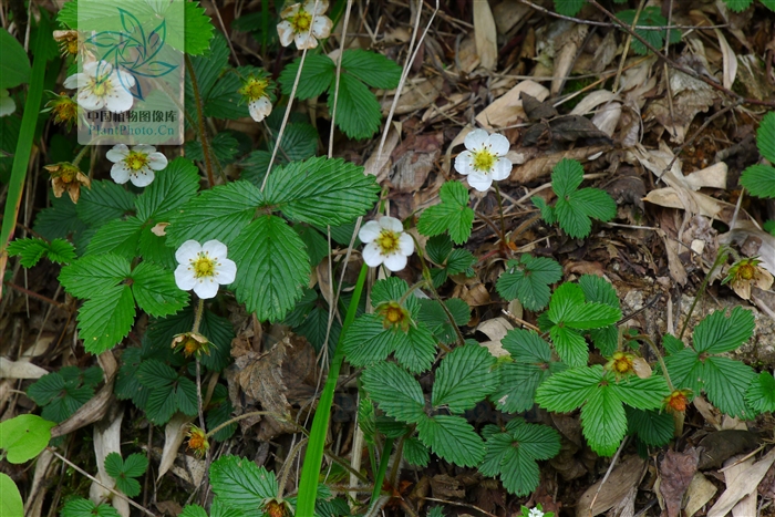  p>五叶草莓( fragaria pentaphylla lozinsk),为蔷薇科草莓属多年生