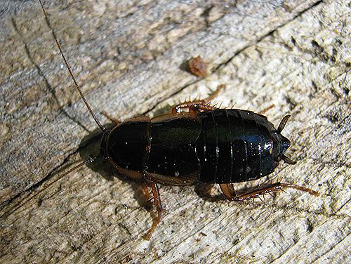  p>东方蜚蠊(学名:blatta orientalis)是世界上体形最大的蟑螂.