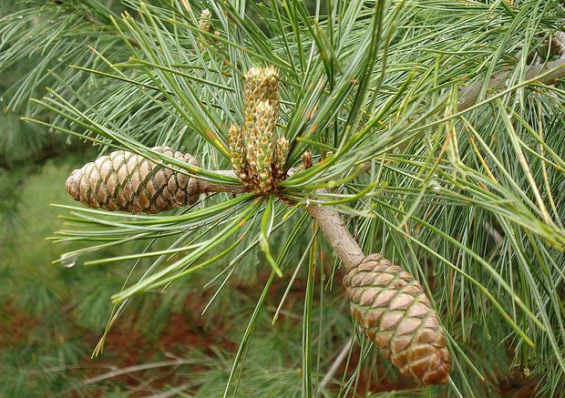 是松科松属中的著名常绿乔木品种之一.