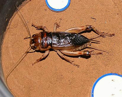 5q">花生大蟋tarbinskiellus portentosus,是直翅目,蟋蟀科的一类动物