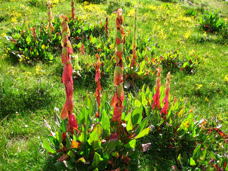  p>拉萨大黄:为 a target="_blank" href="/item/蓼科">蓼科 /a> a