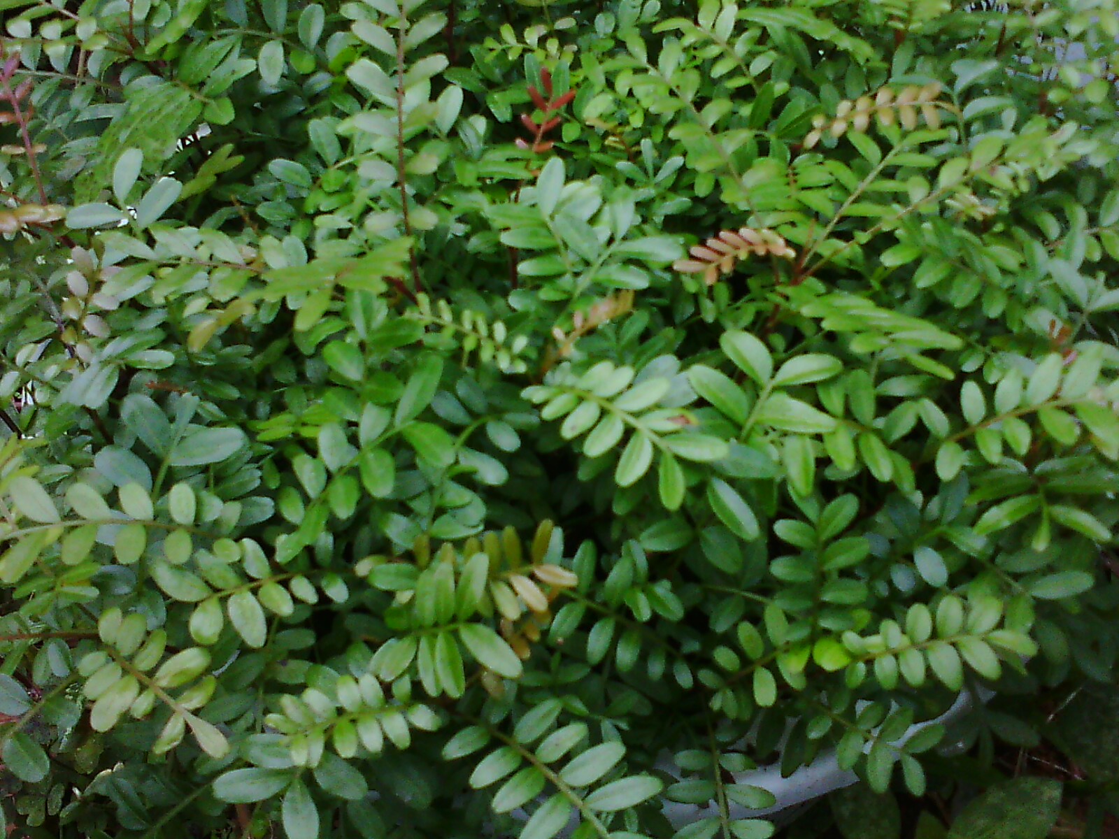  p>清香木(学名: i>pistacia weinmannifolia  /i>j.