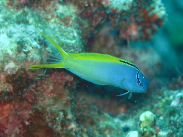 meiacanthus atrodorsalis