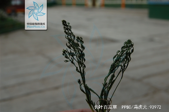 thesium longifolium turcz.