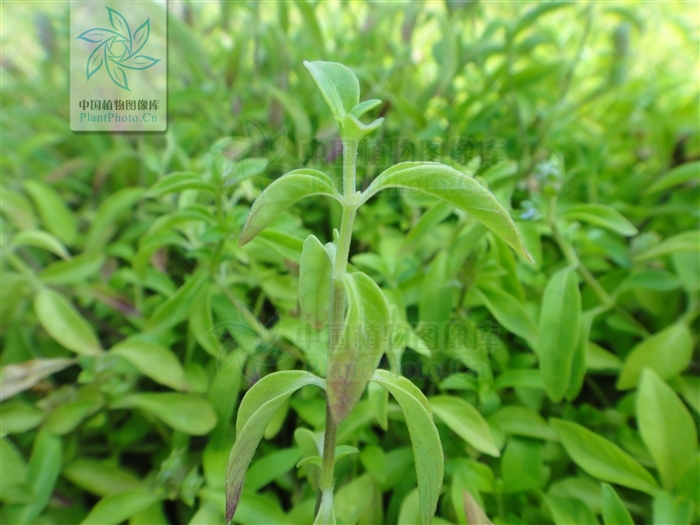 孩儿草,中药名.为爵床科植物孩儿草 i>rungia pectinata  /i>(l.