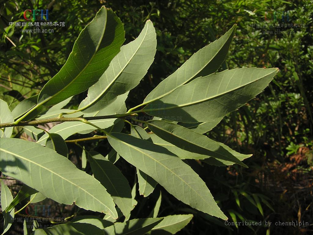  p>细叶青冈,(cyclobalanopsis myrsinaefolia (blume) oerst.).