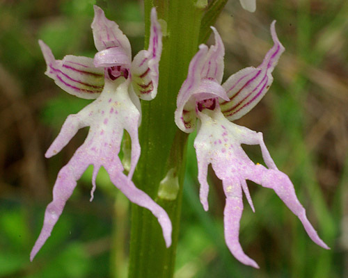  p>意大利红门兰(学名: i>orchis /i>  i>italica /i>  poir.