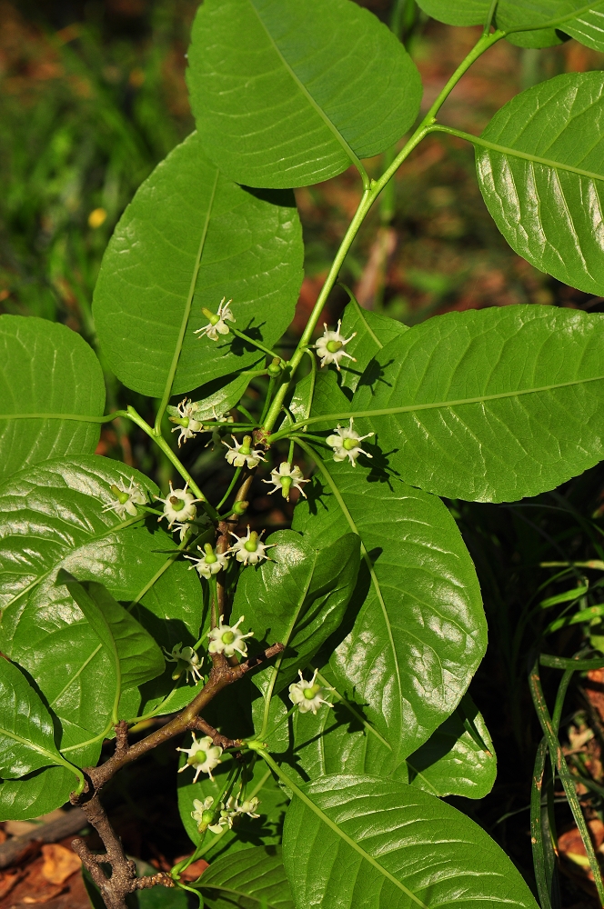  p>大果冬青为 a href="#" data-lemmaid="6723069">冬青科 /a>落叶