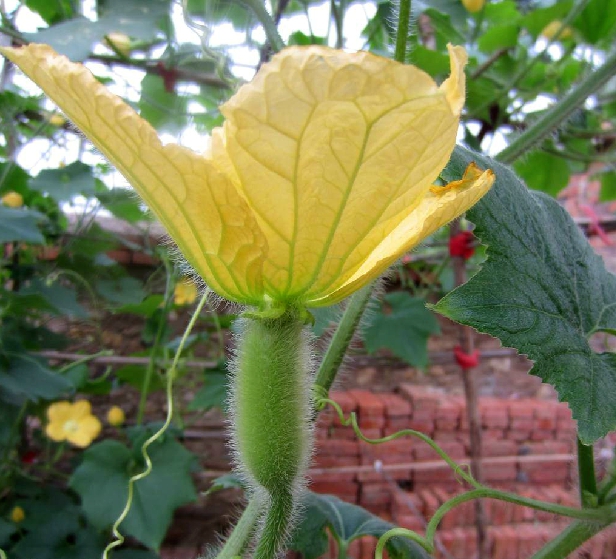  p>冬瓜属(学名:benincasa savi)是 a target="_blank" href="/item