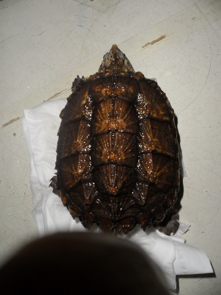  p>佛鳄是拟鳄龟属下的一个亚种,全称 a target="_blank" href="/item