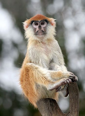 href="/item/猴子/1593453" data-lemmaid="1593453">猴子 /a>,为赤猴