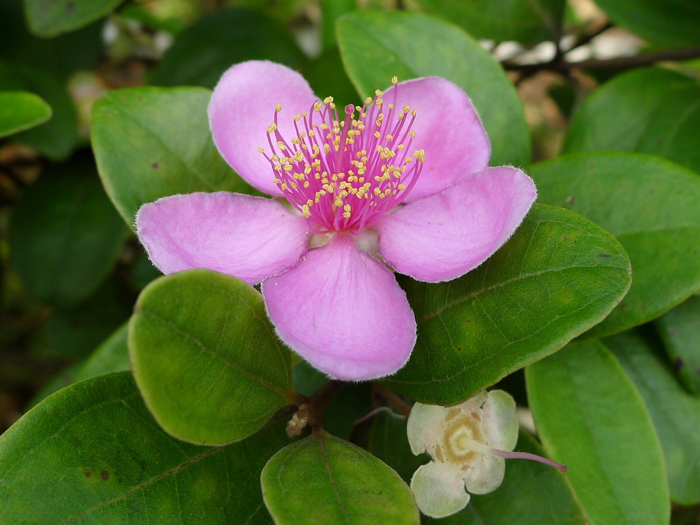  p>桃金娘(拉丁学名: i>rhodomyrtus tomentosa /i>)是桃金娘科