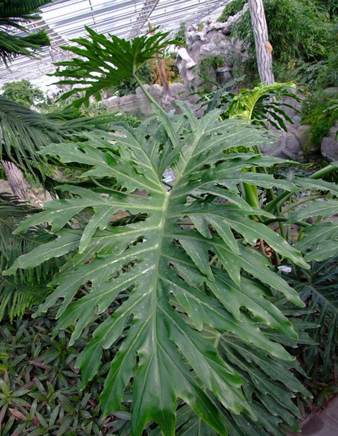 data-lemmaid="719271">草本植物 /a>,全叶羽状深裂,呈革质