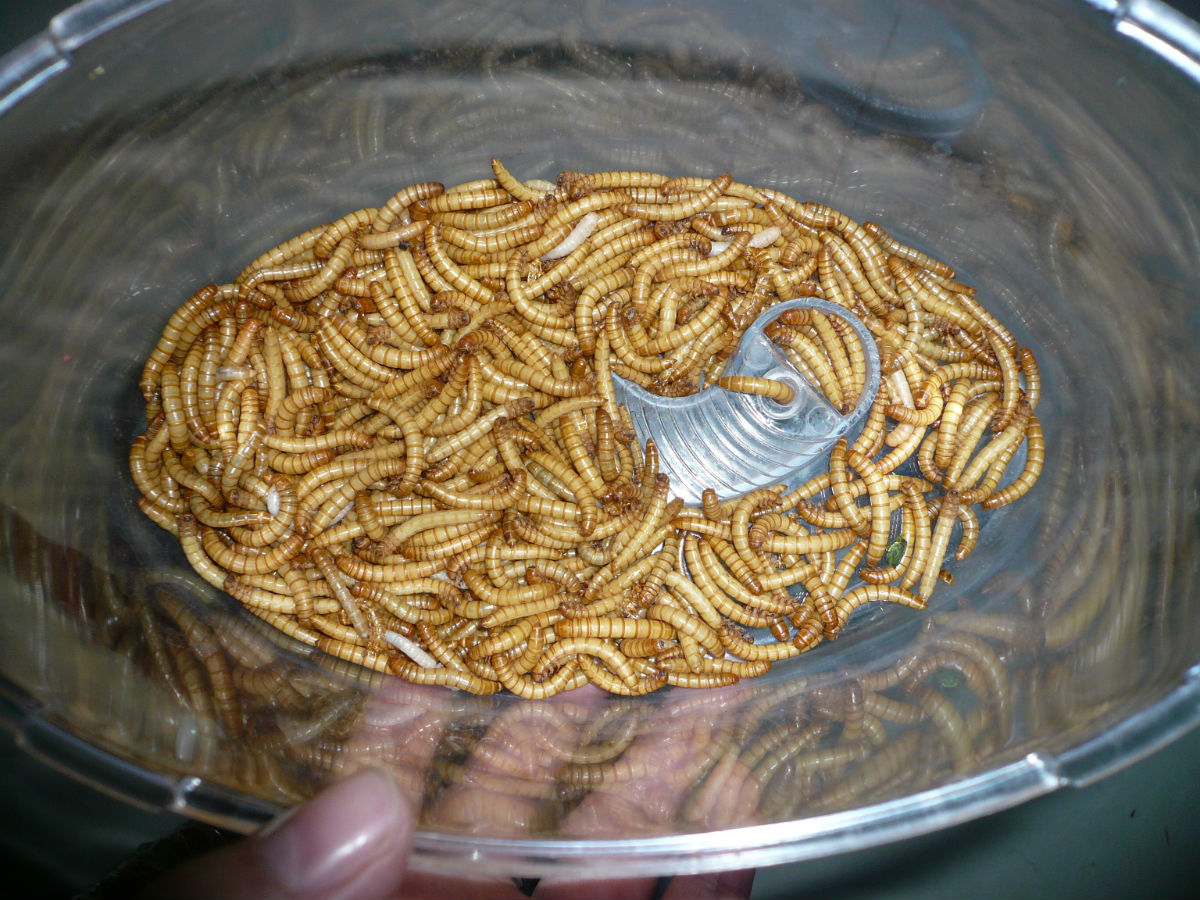  p data-id="gnt536cc10">黄粉虫俗名面包虫,为