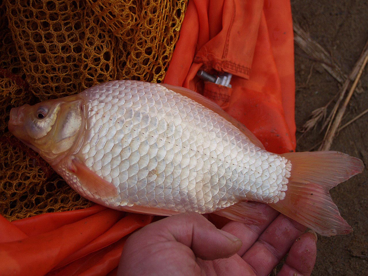  p>银鲫的体形及体色与普通鲫鱼极相似,但身体比