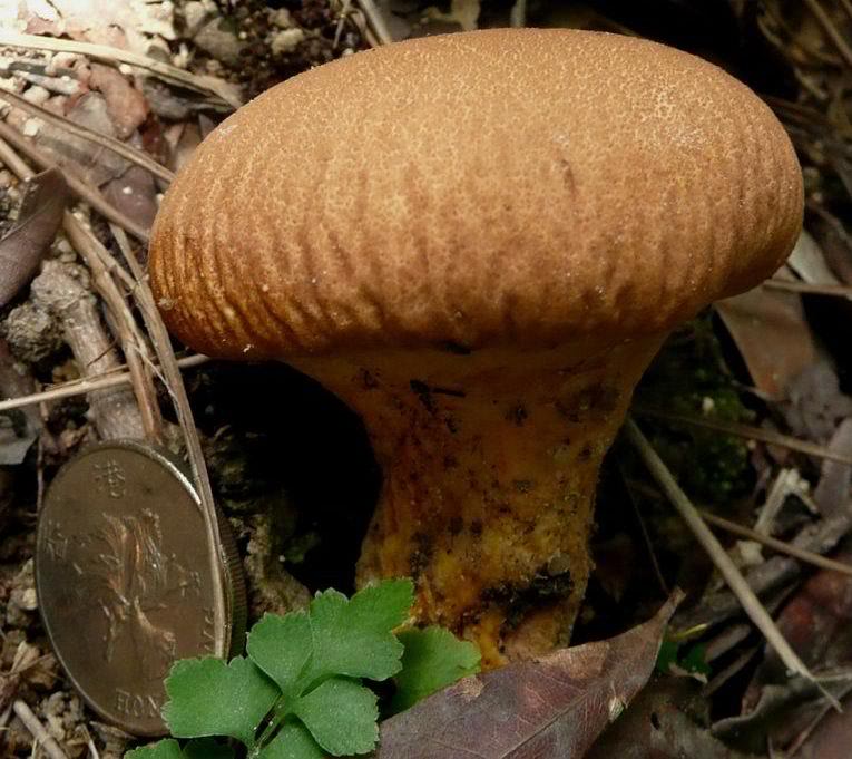  p>头状秃马勃,勃子实体单生或群生.