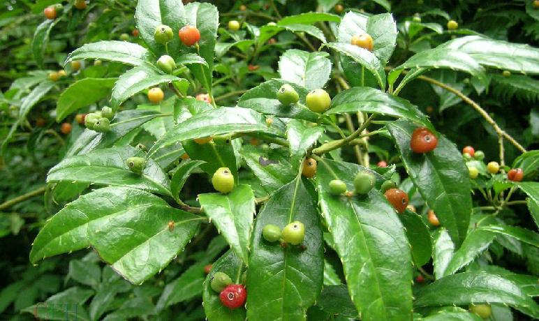  p>青荚叶属(学名:helwingia willd.