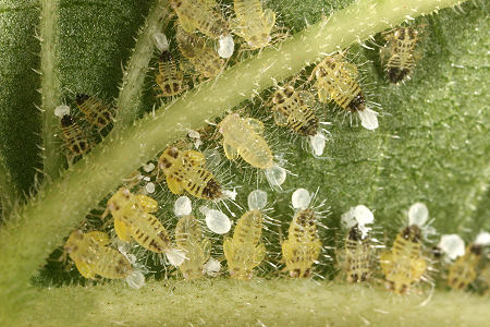 data-id="gnbjv1k0hq">蜜露是 a target="_blank" href="/item/蚜虫