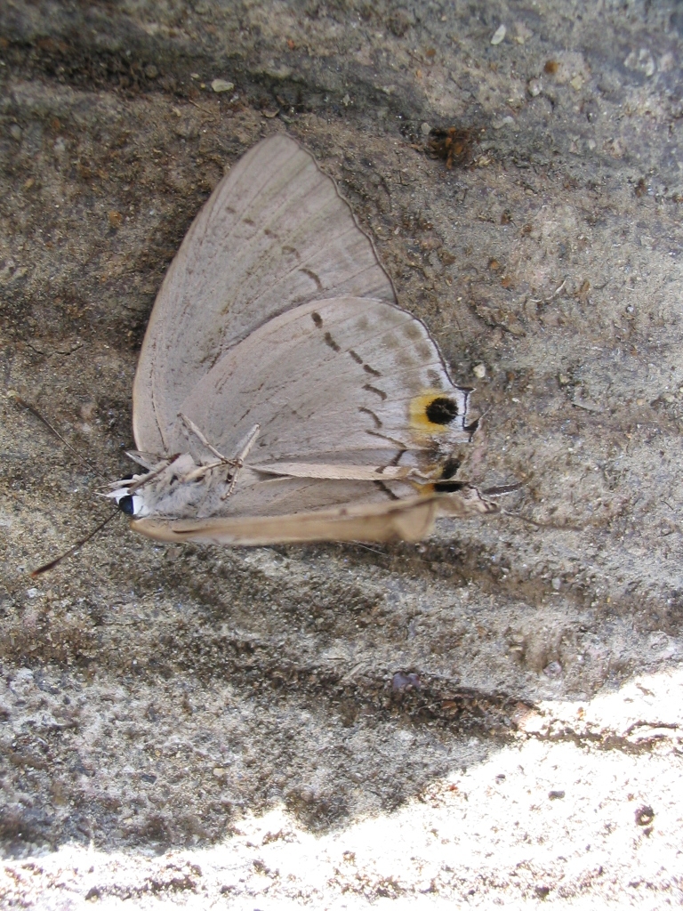  p>长尾蓝灰蝶(学名:everes lacturnus)是 a target="_blank" href="