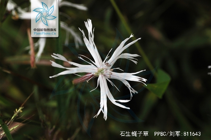  p>石生蝇子草(拉丁学名: i>silene tatarinowii regel /i>)为石竹科