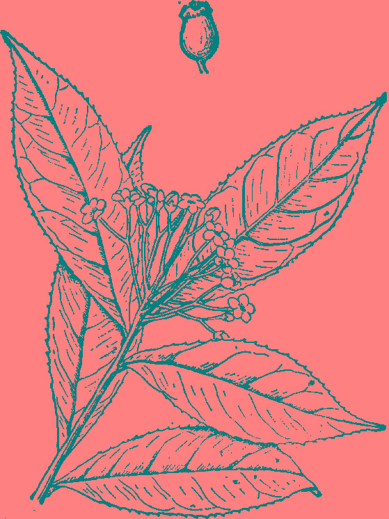  p>陷脉石楠(学名:photinia impressivena hayata) a href="#" data