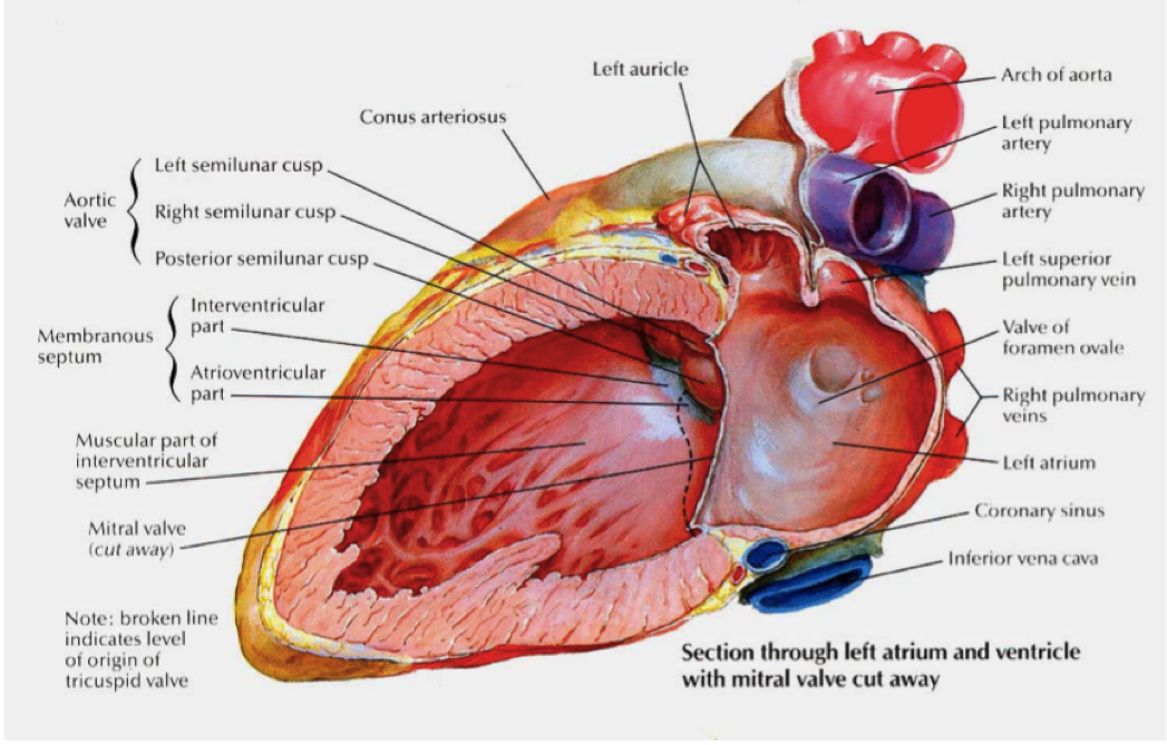  p>为左心室的前内侧部分,由室间隔上部和 a target="_blank" href="