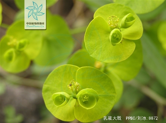  p>乳浆大戟(学名: i>euphorbia esula /i> linn.