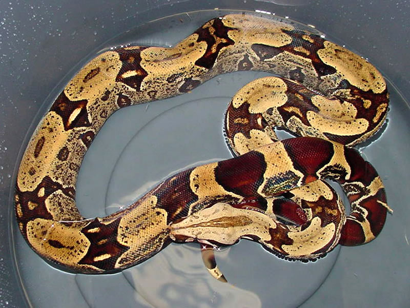  p>蚺是在水边活动的几种蟒蛇的特称.