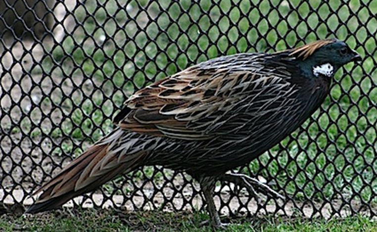  p>勺鸡(学名: i>pucrasia macrolopha /i>):体长390-630毫米,体重750