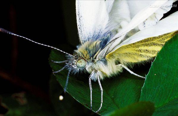 菜白蝶,幼虫又称菜青虫,是我国分布最普遍,危害最严重,经常成灾的害虫