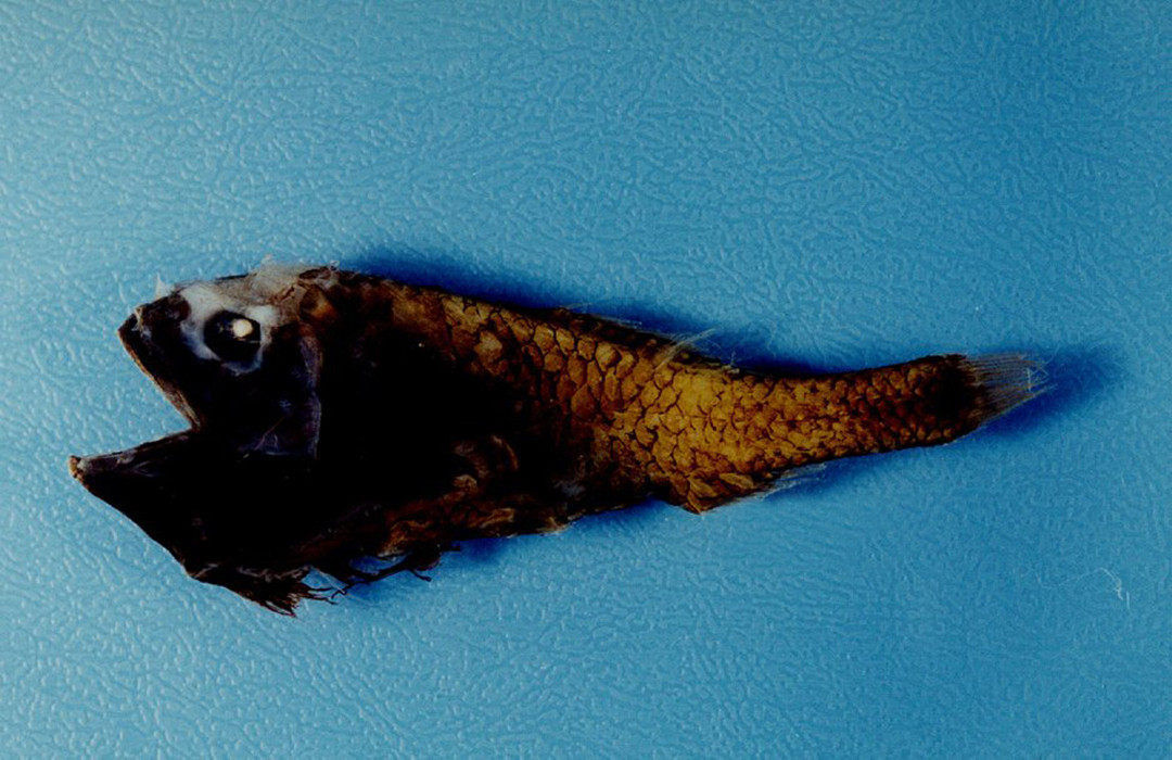  p>烛光鱼是 a href="#" data-lemmaid="1195405">硬骨鱼纲 /a>, a