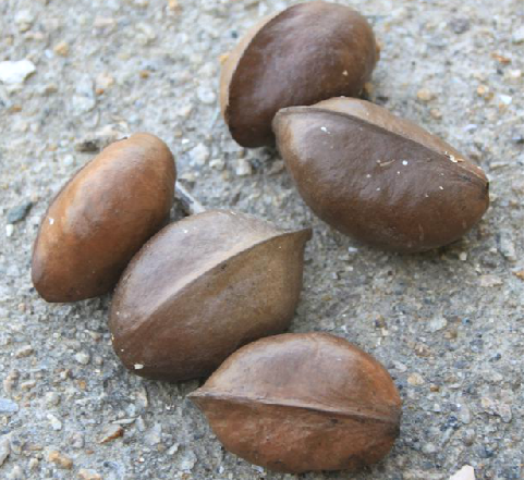 为梧桐科植物银叶树 i>heritiera littoralis /i> dryand.的种子.