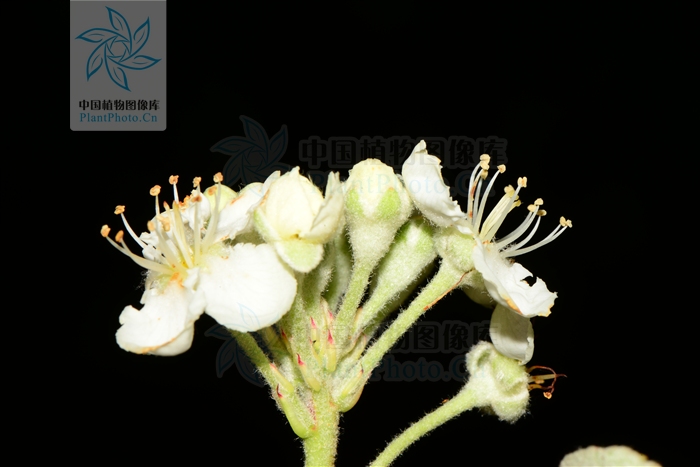  p>沧江海棠(学名: i>malus /i>  i>ombrophila /i> hand.-mazz.