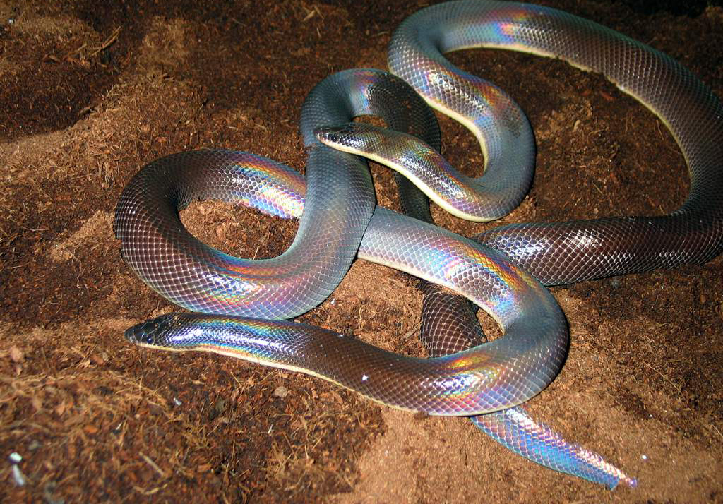  p>闪鳞蛇( i>xenopeltis unicolor reinwardt /i>)是 a href="#"