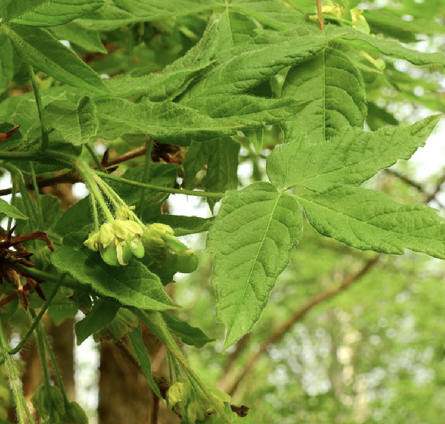  p>东北槭(学名: i>acer mandshuricum /i> maxim.