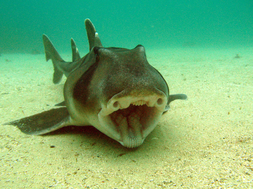  p>角鲨指的是 a href="#" data-lemmaid="3516708">脊索动物门 /a>