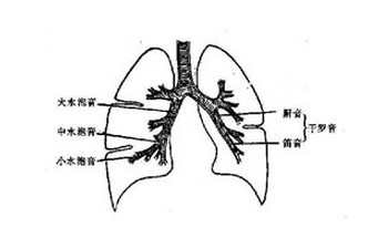  p>管性呼吸音又称支气管呼吸音,指在正常肺泡呼吸音分布区听到支气管