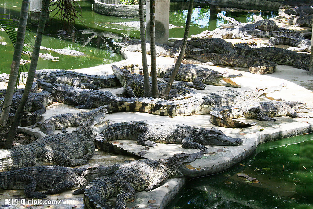  p>鳄鱼为肉食性卵生脊椎类爬行动物,是两亿多年前与恐龙同时代的最