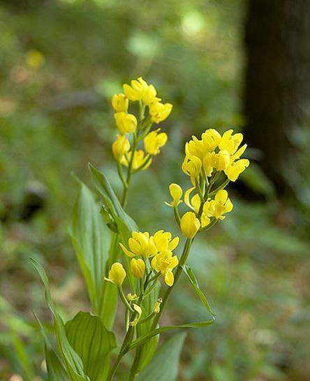  p>金兰(学名: i>cephalanthera falcata  /i> (thunb. ex a.