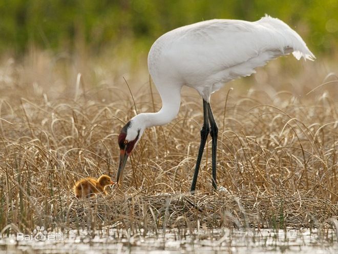 whoopingcrane