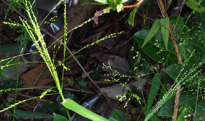  p>山涧草属, a target="_blank" href="/item/禾本科/2458872" data