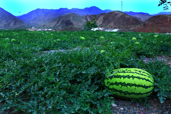  p data-id="gnas94n2qz">香山压砂西瓜,宁夏回族自治区 a target="