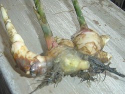 生姜根腐病 百度百科
