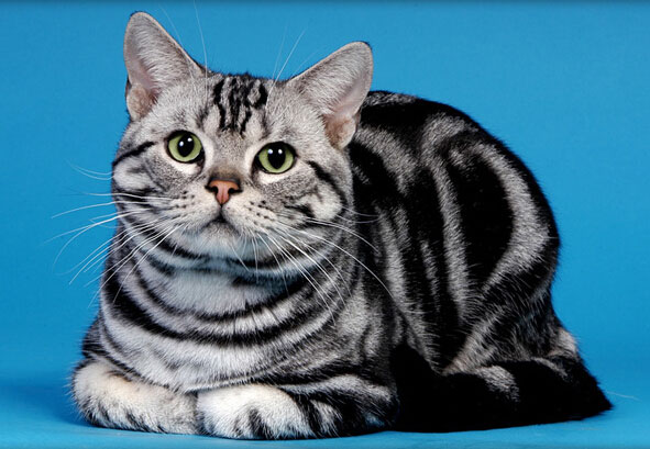 lemmaid="9431936">美国银虎斑猫 /a>是一种贵族猫,以银,黑为主体颜色